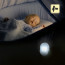 Stekkerlamp Lamp - Stekkerspot met Dag en Nacht Sensor - Aigi Sipas - 1W - Helder/Koud Wit 6500K - Ovaal - Mat Wit - Kunststof 5